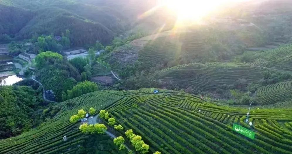 全国百强出炉!汉中仙毫位居陕西省首位